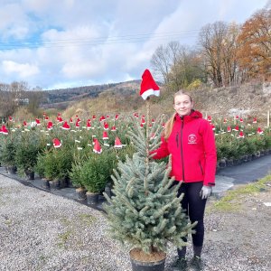 Smrek pichľavý (Picea pungens) ´GLAUCA´ – výška 120-170 cm, kont. C20L